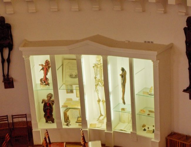 Анатомический музей